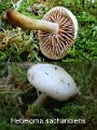 Hebeloma sacchariolens-amf860